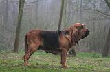SAINT HUBERT 669